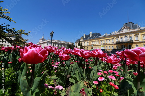 Beautiful blossomed flowers of Kniaz Alexander I Square in  downtown of city Sofia photo