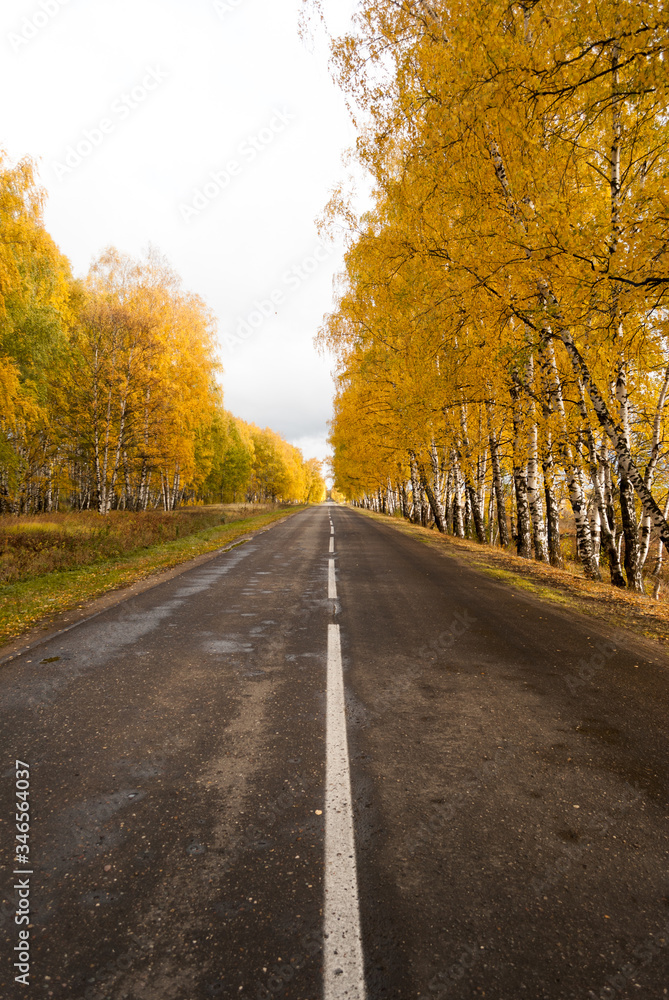 centered asphalt road in the middle of autumn trees, sunny weather