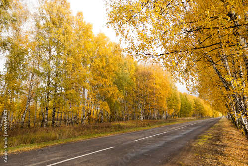 diagonal asphalt road in the middle of autumn trees, sunny weather