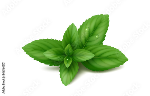 Fresh sprig of peppermint with leaves and drops of water. Isolated on white background. Realistic vector illustration.