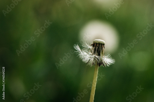 Dandelion seed head composition close up on green background