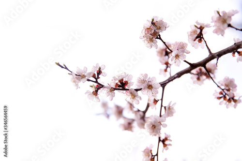 Beautiful spring flower © Snezhana
