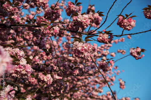 kirschblüte in leipzig photo