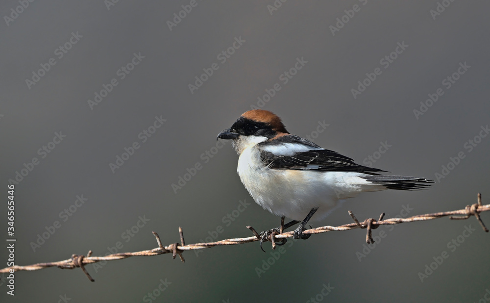 Woodchat Shrike (Lanius senator), Crete Woodchat Shrike (Lanius senator), Crete