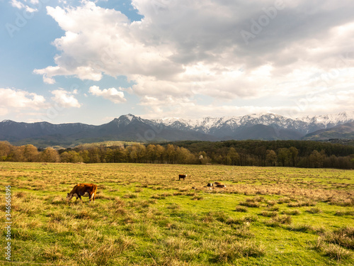 Cows on the meadow