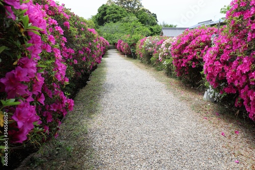 花の寺　長岳寺