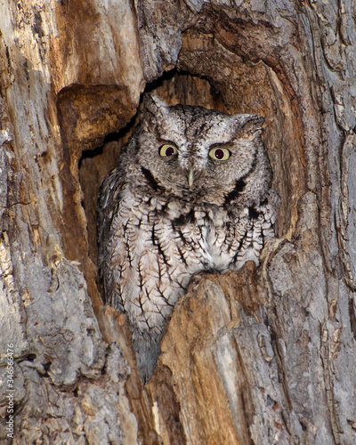 Wall Mural Eastern screech owl