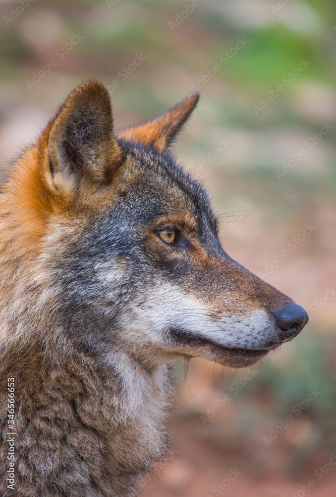 Lobo iberico (Canis lupus)