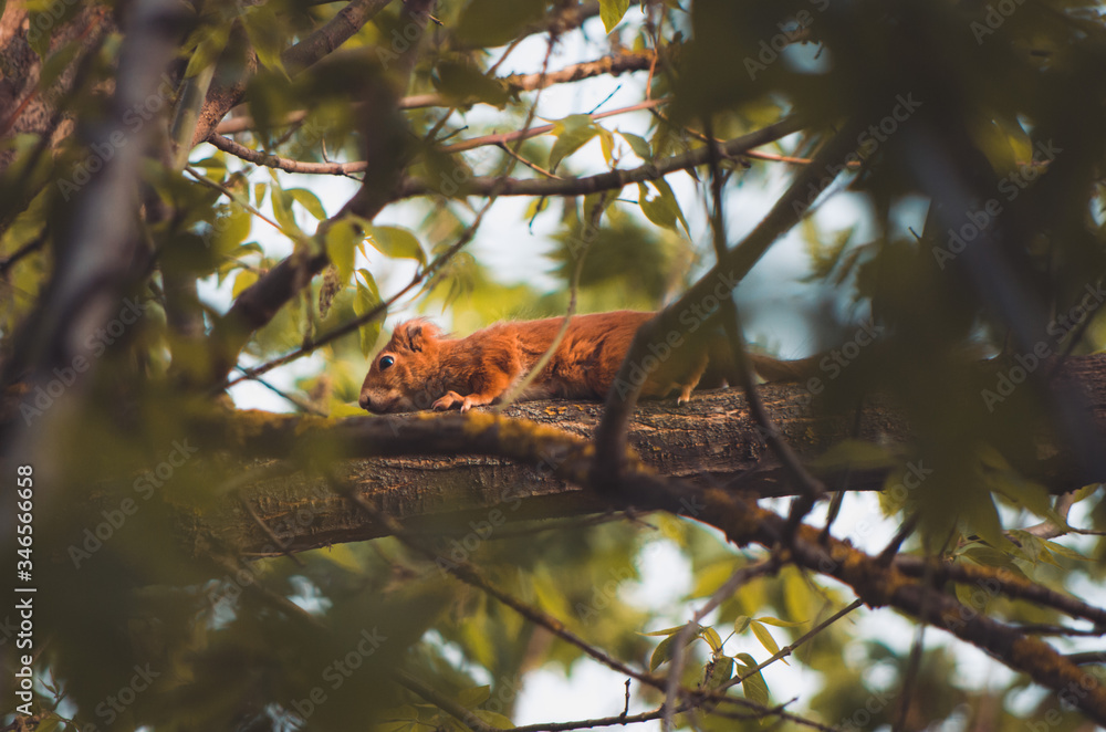 Red squirrel in the tree