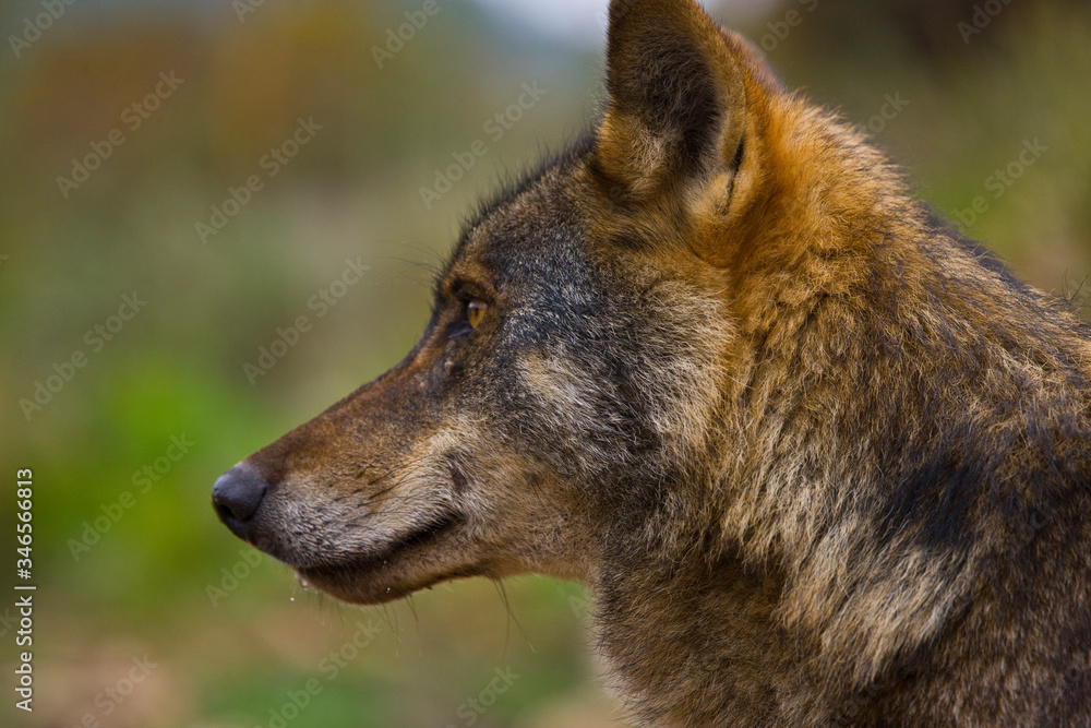 Fototapeta premium Lobo iberico (Canis lupus)