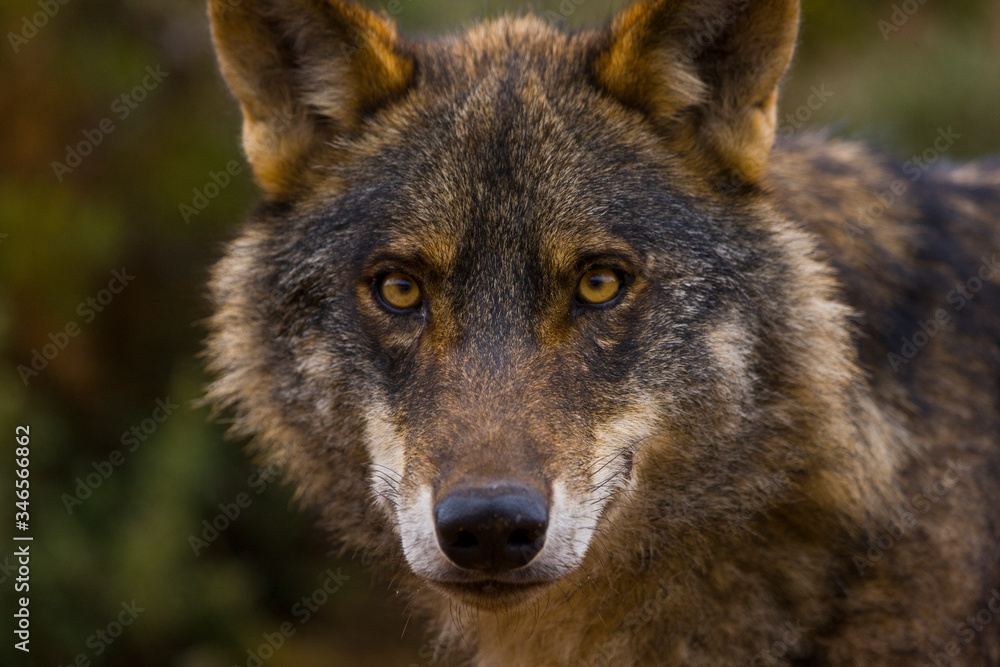 Lobo iberico (Canis lupus)