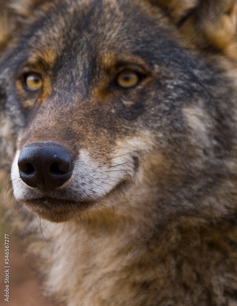 Fototapeta premium Lobo iberico (Canis lupus)