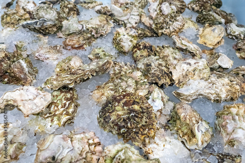 Oysters in ice. Fresh oyste...