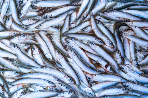 Fresh frozen fish. Low-temperature storage of seafood. Fresh fish catch is immediately frozen. The briquette frozen fish. Refrigeration units on fishing vessels. Food industry. Fishing industry.