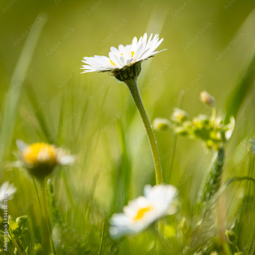 Detail on Daisy flower on a beautiful green background, Typical spring flower