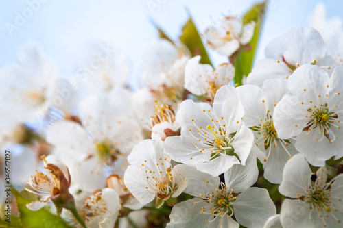 Obraz na płótnie White flower on brunch. Blooming spring tree. Cherry tree in spring time whit blue background w salonie