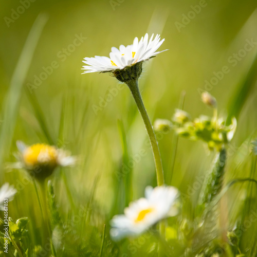 Obraz na płótnie Detail on Daisy flower on a beautiful green background, Typical spring flower w salonie