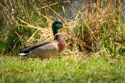 Side view of Mallard Duck (Anas platyrhynchos) standing in the grass, Prague