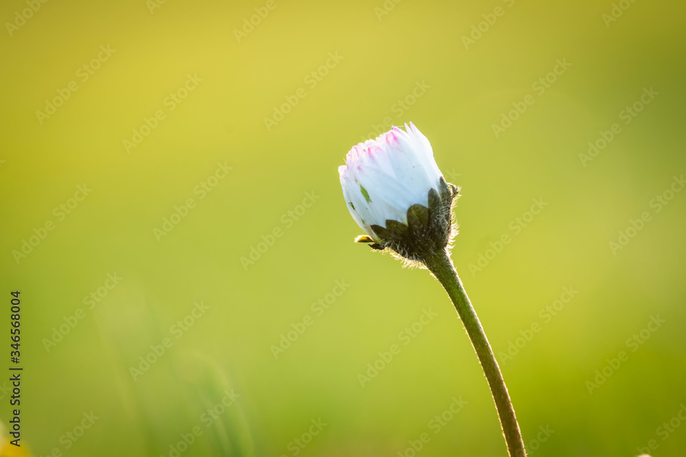 Detail on Daisy flower on a beautiful green background, Typical spring flower