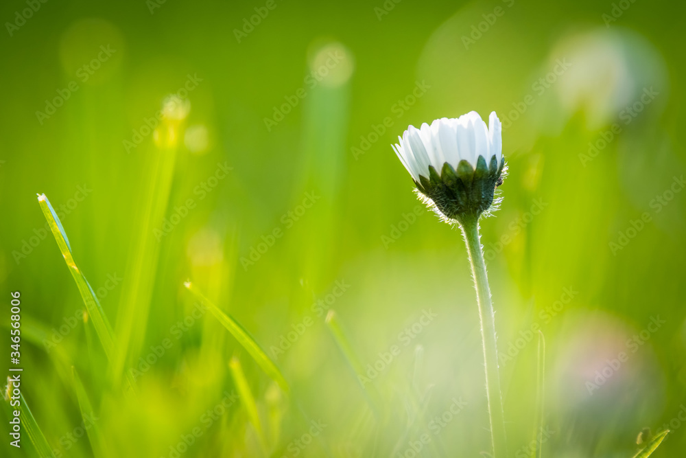 Detail on Daisy flower on a beautiful green background, Typical spring flower
