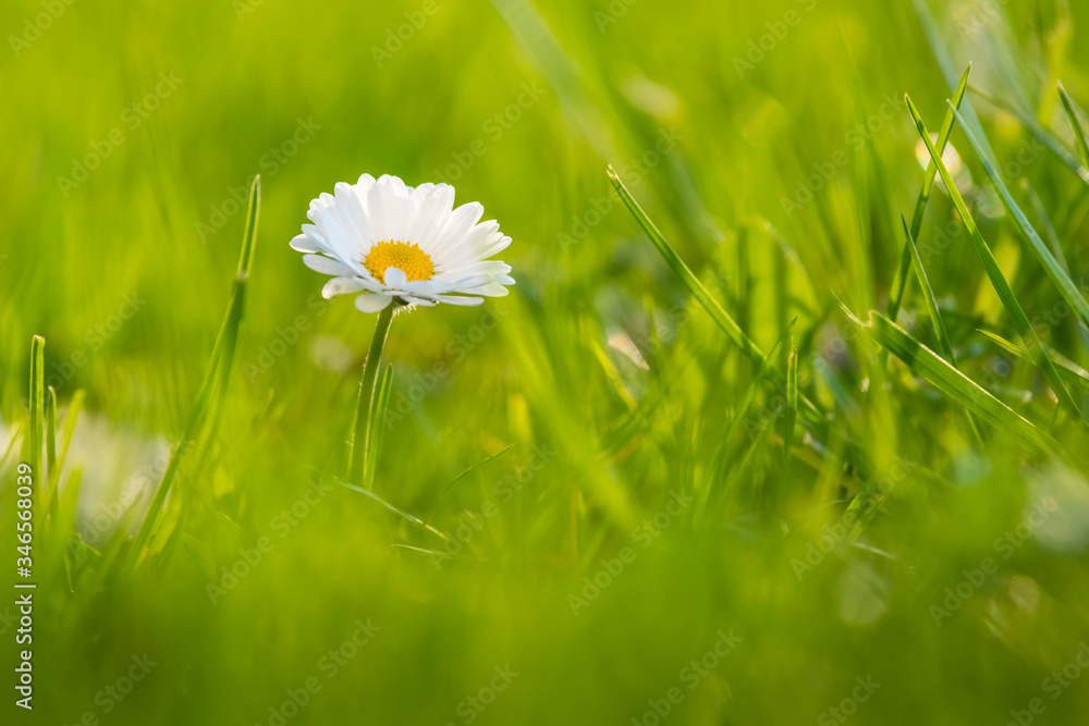 Detail on Daisy flower on a beautiful green background, Typical spring flower