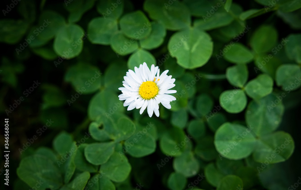 Top view of one Greenfield Daisy on leaf clover background