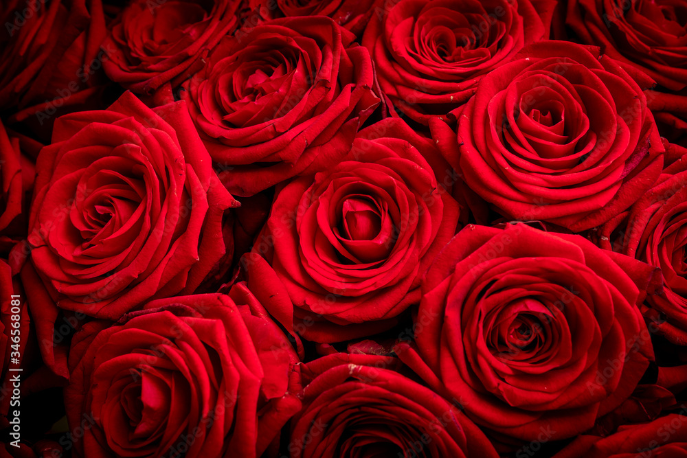 Detail view of Red roses
