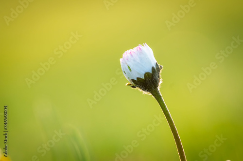 Obraz na płótnie Detail on Daisy flower on a beautiful green background, Typical spring flower w salonie