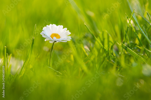 Obraz na płótnie Detail on Daisy flower on a beautiful green background, Typical spring flower w salonie