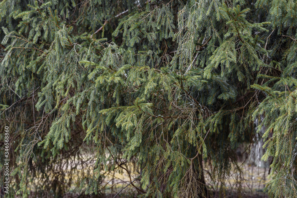 Fresh light green spruce branches in the garden close-up. Nature concept for design. Fresh light green spruce branches in the garden close-up. Nature concept for design.