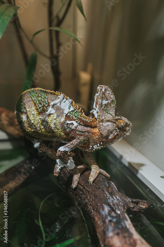 Common chameleon resting on a tree branch. Isolated.