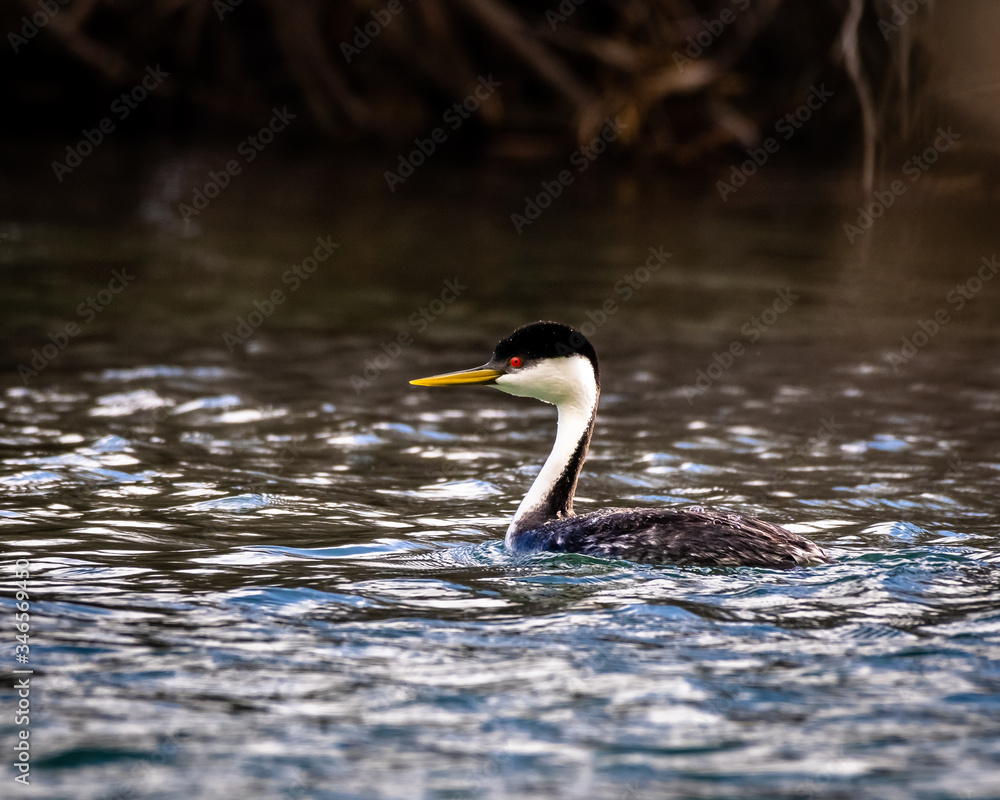 Western Grebe in pond