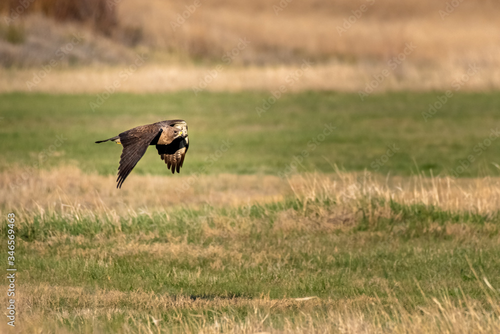 Swainson Hawk hunting over field