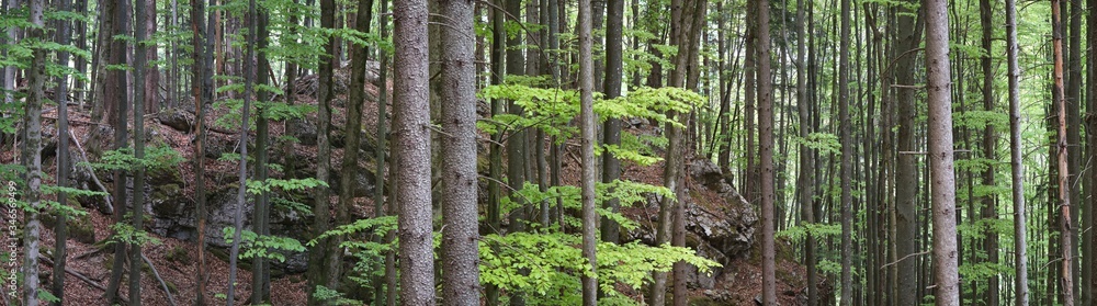 Schöner Mischwald im Chiemgau Schöner Mischwald im Chiemgau
