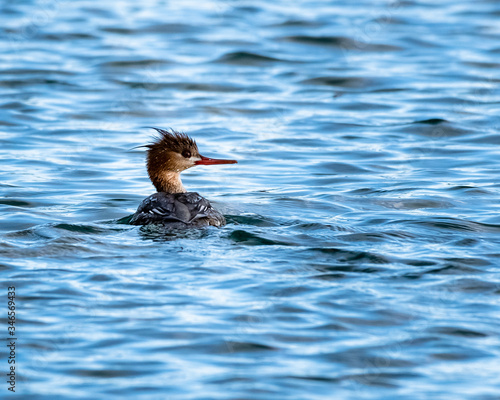 Obraz na płótnie Merganser swimming in a lake w salonie