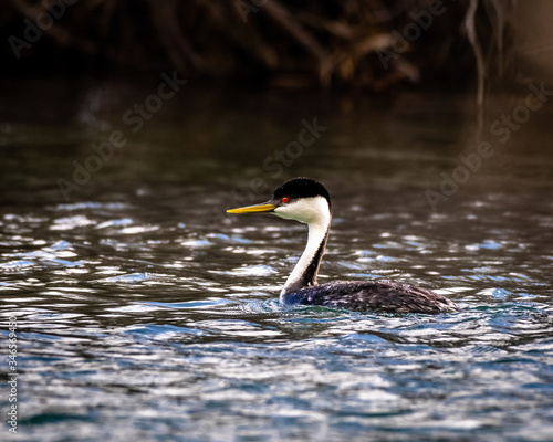 Obraz na płótnie Western Grebe in pond w salonie
