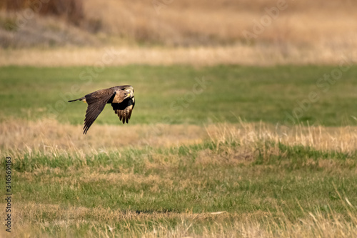 Obraz na płótnie Swainson Hawk hunting over field w salonie