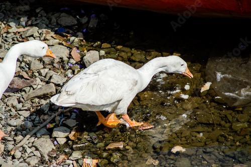 ducks swimming in the water in Beautiful Bhimtal lake of Nainital Uttarakhand
 photo