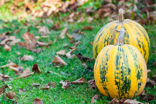 Yellow-green striped pumpkins on the green grass. Yellow autumn leaves in the background. Horizontal photo with a bright pumpkins with place for text.
