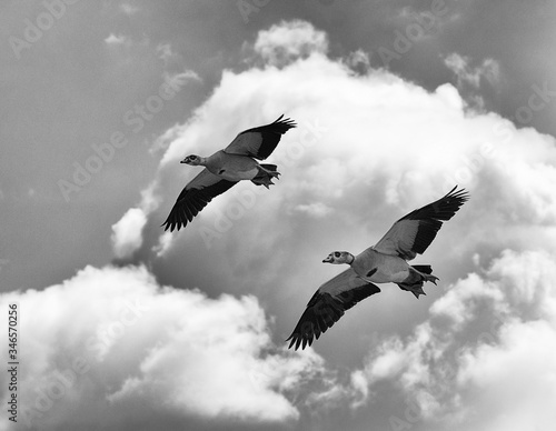 Konstfotografi Pair of Egyptian geese are soaring in unison with wings wide open through a cloud filled sky in black and white