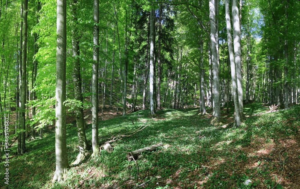 Obraz premium Fantastischer Frühlingsbergwald