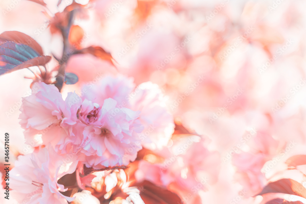 spring flowers background. Abstract blurred background of of spring blossoms tree. selective focus. Toned picture, copy space. spring flowers background. Abstract blurred background of of spring blossoms tree. selective focus. Toned picture, copy space.
