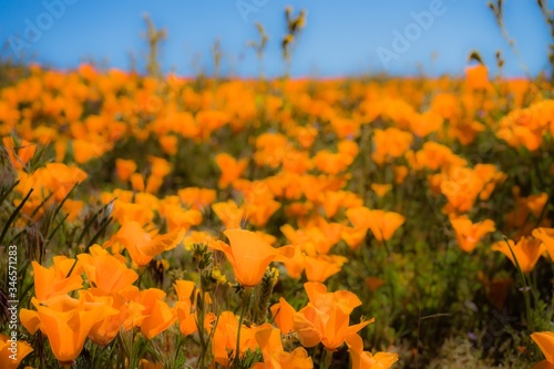 field of orange flowers