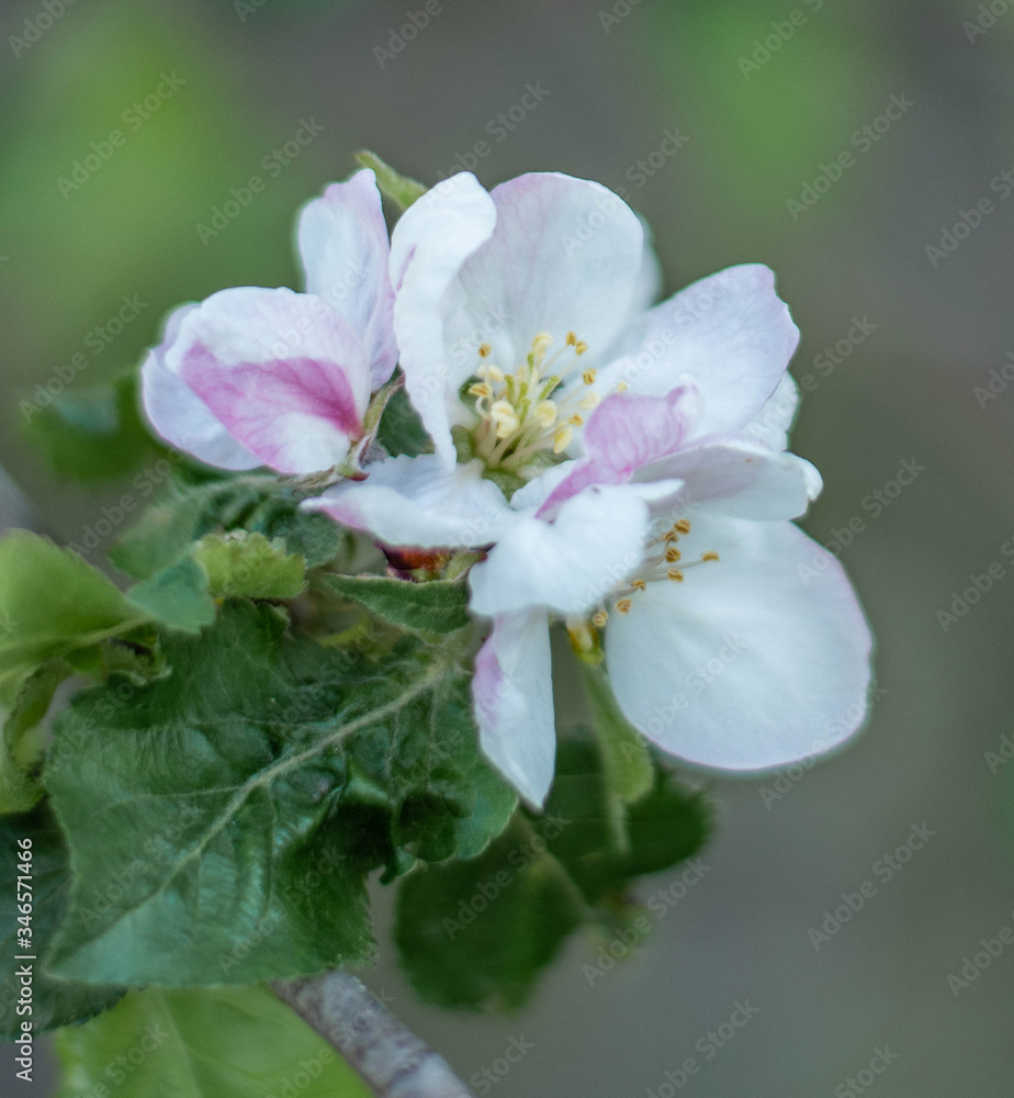 Apple tree blossom Apple tree blossom