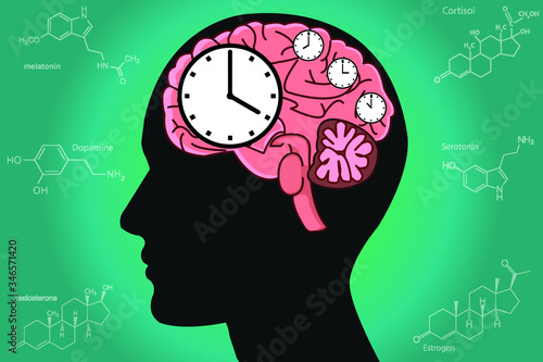 The circadian rhythms are controlled by circadian clocks or biological clock these clocks tell our brain when to sleep, tell our gut when to digest and control our activity in several day.