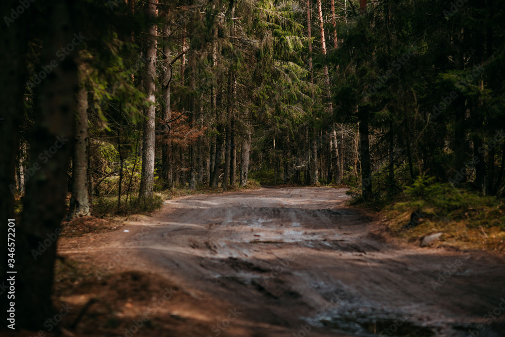 Naklejka premium Deep forest with path. Wild nature with pinetrees. Nordic nature.