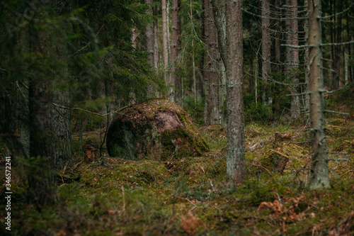 Deep forest with path. Wild nature with pinetrees. Nordic nature. Big rock in the trees.