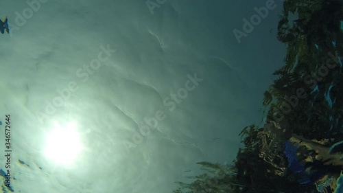 Wallpaper Mural the dog is swimming. video from under water Torontodigital.ca