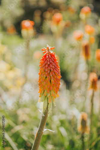 Kniphofia uvaria flower. Isolated. Texture. Gradient.