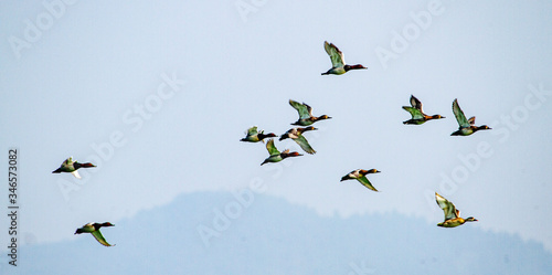 Fulvous Whistling-Ducks in flight at Dipor Big Bird Sanctuary in Assam photo